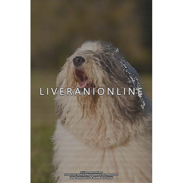 Old English Sheepdog (Canis familiaris), Kavandu, Tartumaa, Estonia ©photoshot/AGENZIA ALDO LIVERANI SAS - ITALY ONLY - Bobtail o Old English Sheepdog un cane pastore da compagnia