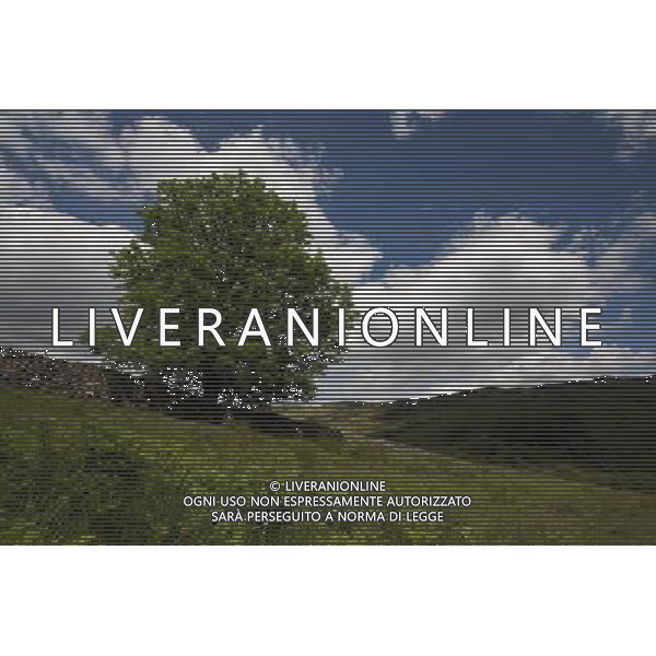 Common Ash Tree (Fraxinus excelsior) over a drystone wall near Dockray and Gowbarrow, Lake District, Cumbria, United Kingdom in Summer. ©photoshot/AGENZIA ALDO LIVERANI SAS - ITALY ONLY - Alberi di Frassino in autunno