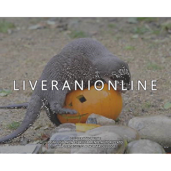 ZSL Whipsnade ZooÕs animals are tucking into Halloween-inspired treats this week as they join in with the spooky festivities. the oriental small-clawed otters are sinking their claws into Jack OÕLanterns filled with muscles and other fishy treats. - ©photoshot/AGENZIA ALDO LIVERANI SAS - ITALY ONLY - Zucche per festeggiare Halloween per gli animali ospiti dello ZSL Zoo di Londra