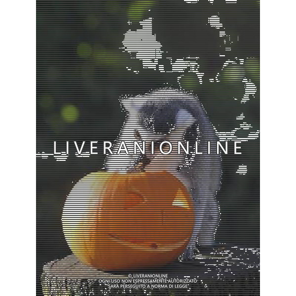 ZSL Whipsnade ZooÕs animals are tucking into Halloween-inspired treats this week as they join in with the spooky festivities. Billy the ring-tailed lemur and friends are being served up a breakfast of pumpkins stuffed with their favourite tread of sultanas, - ©photoshot/AGENZIA ALDO LIVERANI SAS - ITALY ONLY - Zucche per festeggiare Halloween per gli animali ospiti dello ZSL Zoo di Londra
