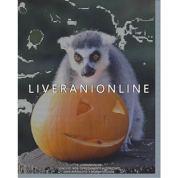 ZSL Whipsnade ZooÕs animals are tucking into Halloween-inspired treats this week as they join in with the spooky festivities. Billy the ring-tailed lemur and friends are being served up a breakfast of pumpkins stuffed with their favourite tread of sultanas, - ©photoshot/AGENZIA ALDO LIVERANI SAS - ITALY ONLY - Zucche per festeggiare Halloween per gli animali ospiti dello ZSL Zoo di Londra