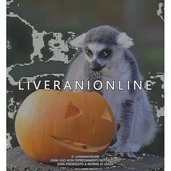 ZSL Whipsnade ZooÕs animals are tucking into Halloween-inspired treats this week as they join in with the spooky festivities. Billy the ring-tailed lemur and friends are being served up a breakfast of pumpkins stuffed with their favourite tread of sultanas, - ©photoshot/AGENZIA ALDO LIVERANI SAS - ITALY ONLY - Zucche per festeggiare Halloween per gli animali ospiti dello ZSL Zoo di Londra