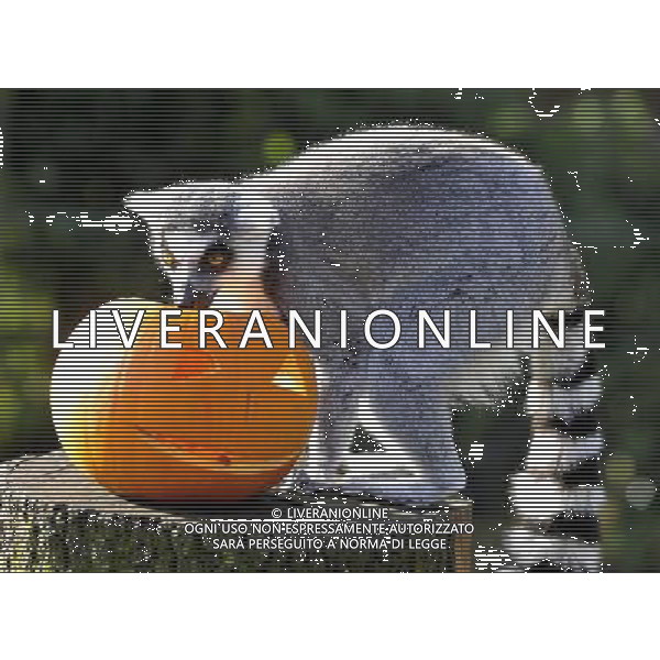ZSL Whipsnade ZooÕs animals are tucking into Halloween-inspired treats this week as they join in with the spooky festivities. Billy the ring-tailed lemur and friends are being served up a breakfast of pumpkins stuffed with their favourite tread of sultanas, - ©photoshot/AGENZIA ALDO LIVERANI SAS - ITALY ONLY - Zucche per festeggiare Halloween per gli animali ospiti dello ZSL Zoo di Londra