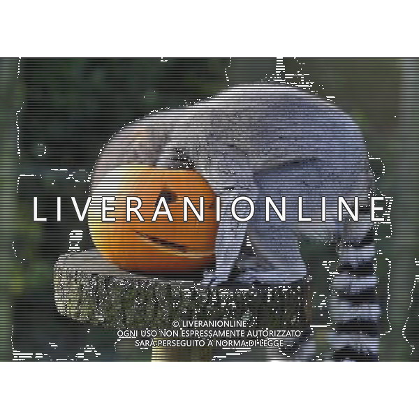 ZSL Whipsnade ZooÕs animals are tucking into Halloween-inspired treats this week as they join in with the spooky festivities. Billy the ring-tailed lemur and friends are being served up a breakfast of pumpkins stuffed with their favourite tread of sultanas, - ©photoshot/AGENZIA ALDO LIVERANI SAS - ITALY ONLY - Zucche per festeggiare Halloween per gli animali ospiti dello ZSL Zoo di Londra