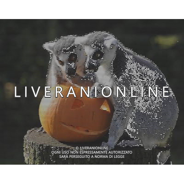 ZSL Whipsnade ZooÕs animals are tucking into Halloween-inspired treats this week as they join in with the spooky festivities. Billy the ring-tailed lemur and friends are being served up a breakfast of pumpkins stuffed with their favourite tread of sultanas, - ©photoshot/AGENZIA ALDO LIVERANI SAS - ITALY ONLY - Zucche per festeggiare Halloween per gli animali ospiti dello ZSL Zoo di Londra