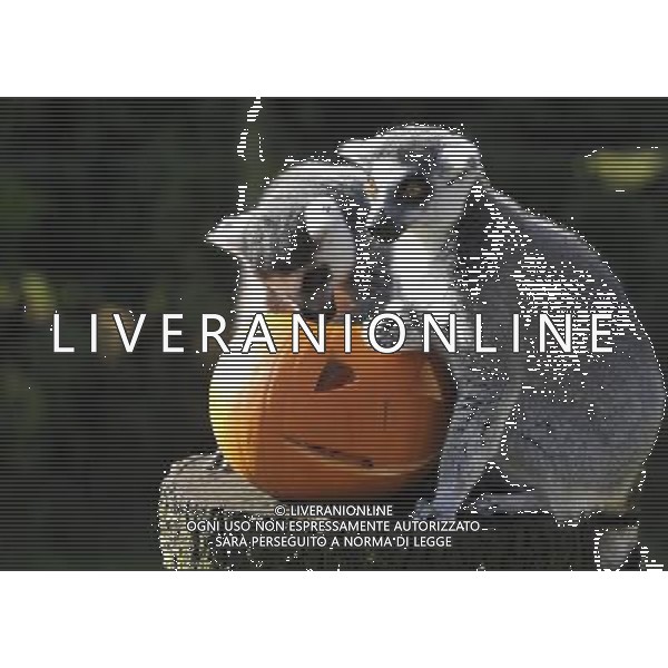 ZSL Whipsnade ZooÕs animals are tucking into Halloween-inspired treats this week as they join in with the spooky festivities. Billy the ring-tailed lemur and friends are being served up a breakfast of pumpkins stuffed with their favourite tread of sultanas, - ©photoshot/AGENZIA ALDO LIVERANI SAS - ITALY ONLY - Zucche per festeggiare Halloween per gli animali ospiti dello ZSL Zoo di Londra