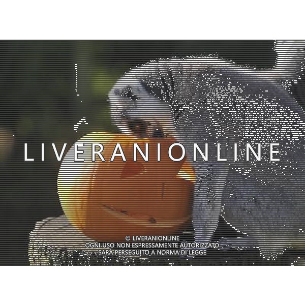 ZSL Whipsnade ZooÕs animals are tucking into Halloween-inspired treats this week as they join in with the spooky festivities. Billy the ring-tailed lemur and friends are being served up a breakfast of pumpkins stuffed with their favourite tread of sultanas, - ©photoshot/AGENZIA ALDO LIVERANI SAS - ITALY ONLY - Zucche per festeggiare Halloween per gli animali ospiti dello ZSL Zoo di Londra