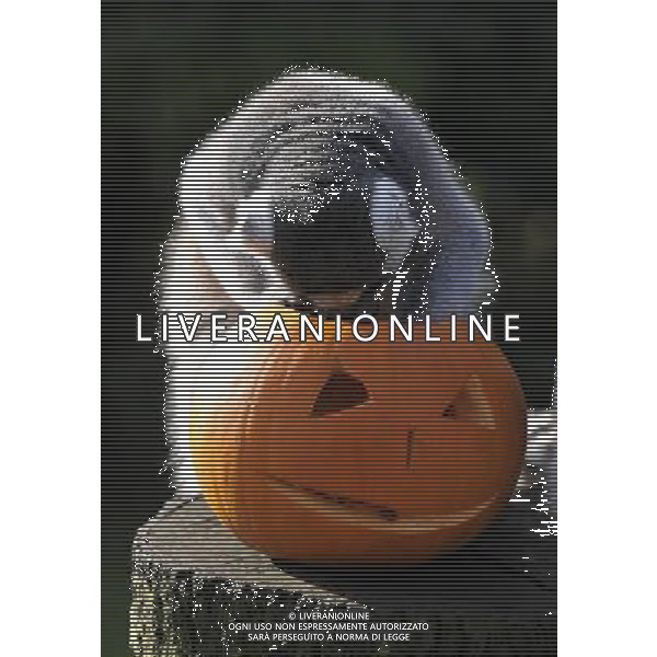 ZSL Whipsnade ZooÕs animals are tucking into Halloween-inspired treats this week as they join in with the spooky festivities. Billy the ring-tailed lemur and friends are being served up a breakfast of pumpkins stuffed with their favourite tread of sultanas, - ©photoshot/AGENZIA ALDO LIVERANI SAS - ITALY ONLY - Zucche per festeggiare Halloween per gli animali ospiti dello ZSL Zoo di Londra