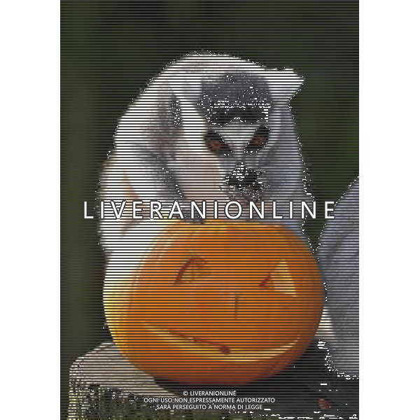 ZSL Whipsnade ZooÕs animals are tucking into Halloween-inspired treats this week as they join in with the spooky festivities. Billy the ring-tailed lemur and friends are being served up a breakfast of pumpkins stuffed with their favourite tread of sultanas, - ©photoshot/AGENZIA ALDO LIVERANI SAS - ITALY ONLY - Zucche per festeggiare Halloween per gli animali ospiti dello ZSL Zoo di Londra