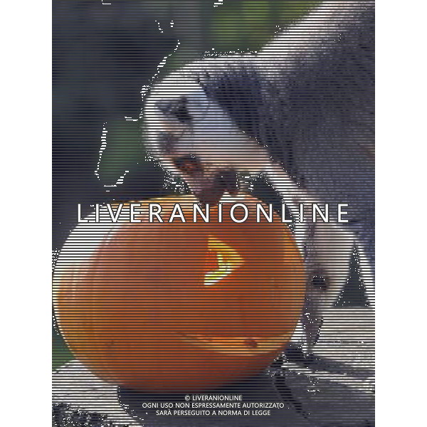 ZSL Whipsnade ZooÕs animals are tucking into Halloween-inspired treats this week as they join in with the spooky festivities. Billy the ring-tailed lemur and friends are being served up a breakfast of pumpkins stuffed with their favourite tread of sultanas, - ©photoshot/AGENZIA ALDO LIVERANI SAS - ITALY ONLY - Zucche per festeggiare Halloween per gli animali ospiti dello ZSL Zoo di Londra
