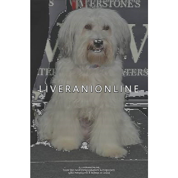 Britains\'s Got Talent Winner, Pudsey at a signing for Waterstones of Pudsey\'s new autobiography \'Pudsey; My Autobiography\' at The Liberty Shopping Centre, Romford, Essex on Saturday 27th October 2012. /AGENZIA ALDO LIVERANI SAS/ITALY ONLY - EDITORIAL USE ONLY