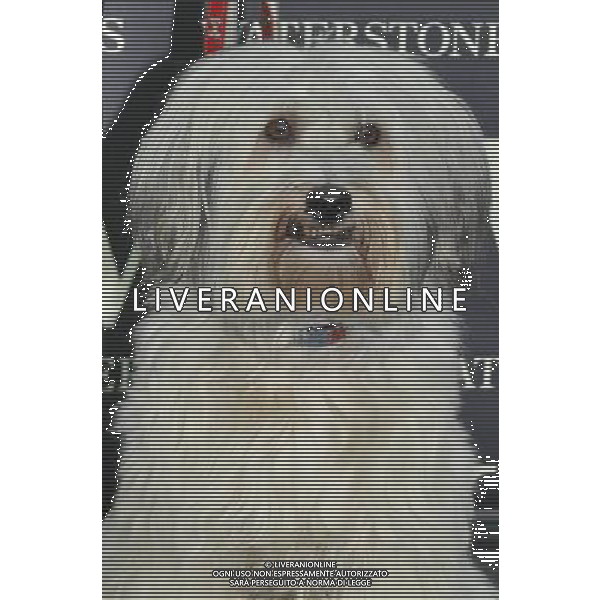Britains\'s Got Talent Winner, Pudsey at a signing for Waterstones of Pudsey\'s new autobiography \'Pudsey; My Autobiography\' at The Liberty Shopping Centre, Romford, Essex on Saturday 27th October 2012. /AGENZIA ALDO LIVERANI SAS/ITALY ONLY - EDITORIAL USE ONLY