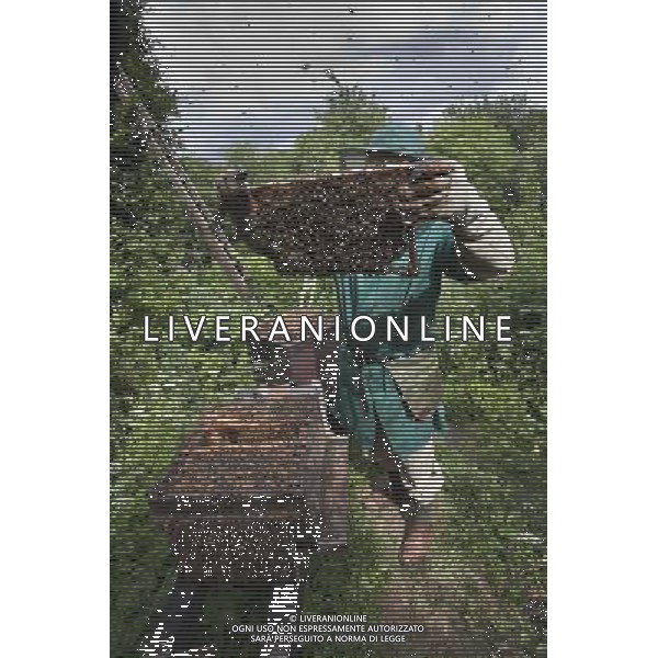 Beekeeper and honey bees (Apis mellifera), at hives, UK, June 2010 ©photoshot/AGENZIA ALDO LIVERANI SAS - ITALY ONLY - Api Apicoltore e miele