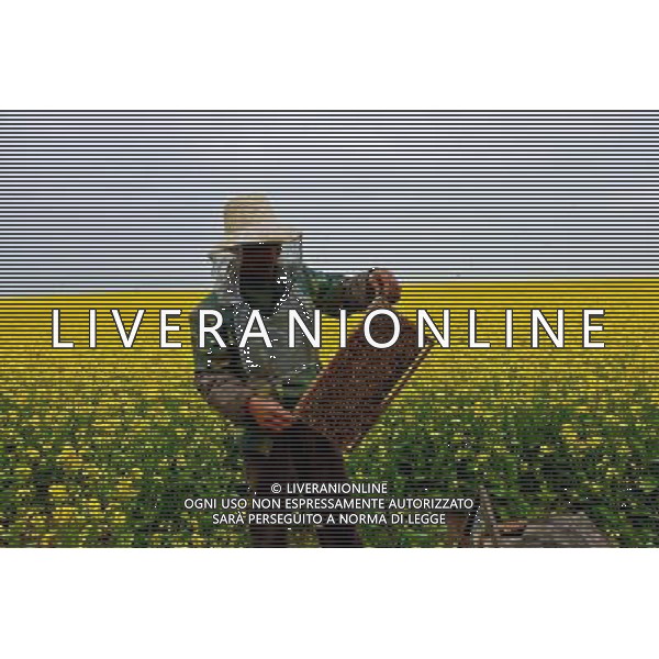 Beekeeper collecting honeycomb from bee hive KŸnes County Ili Kazakh Autonomous Prefecture Xinjiang Uyghur Autonomous Region China ©photoshot/AGENZIA ALDO LIVERANI SAS - ITALY ONLY - Api Apicoltore e miele