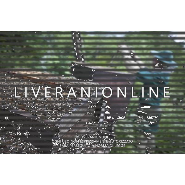 Beekeeper and honey bees (Apis mellifera), at hives, UK, June 2010 ©photoshot/AGENZIA ALDO LIVERANI SAS - ITALY ONLY - Api Apicoltore e miele