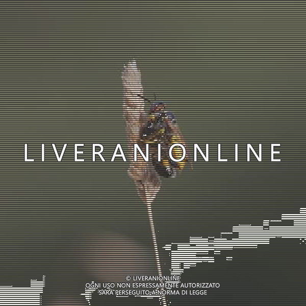 Bee-killer Wasp (Philanthus triangulum) female resting with honey bee prey. Europe. Spain ©photoshot/AGENZIA ALDO LIVERANI SAS - ITALY ONLY - Api Apicoltore e miele