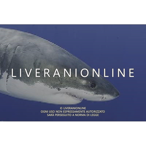 Great white shark, Carcharodon carcharias, vulnerable (IUCN), Guadalupe Island, Mexico, Pacific Ocean ©photoshot/AGENZIA ALDO LIVERANI SAS - ITALY ONLY - Il Grande squalo bianco, Oceano Pacifico