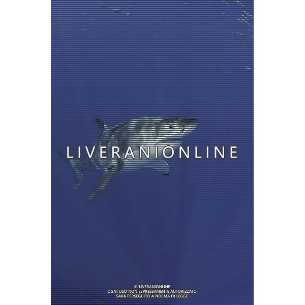 Great white shark, Carcharodon carcharias, vulnerable (IUCN), Guadalupe Island, Mexico, Pacific Ocean ©photoshot/AGENZIA ALDO LIVERANI SAS - ITALY ONLY - Il Grande squalo bianco, Oceano Pacifico