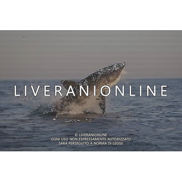 Great White Shark, carcharodon carcharias, Adult Breaching, False Bay in South Africa ©photoshot/AGENZIA ALDO LIVERANI SAS - ITALY ONLY - Il Grande squalo bianco, Oceano Pacifico