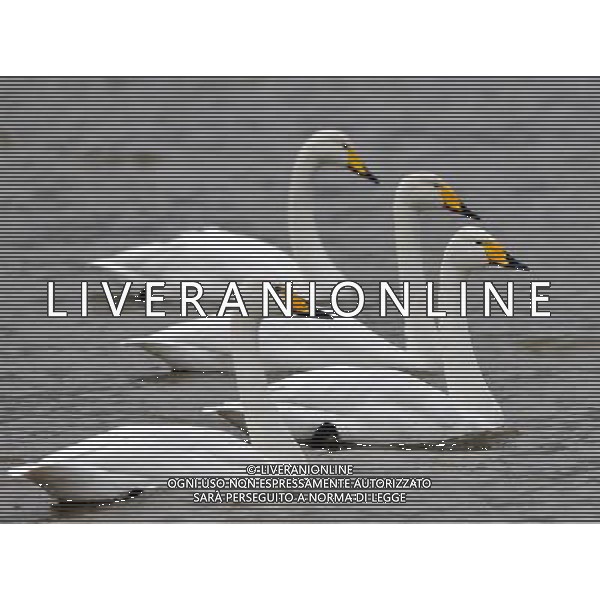 (121110) -- PINGLU, Nov. 10, 2012 () -- White swans are seen at the Yellow River wetland in Pinglu County, north China\'s Shanxi Province, Nov. 9, 2012. Many white swans have migrated here from Siberia of Russia to get through the winter. (/Zhan Yan) (lx) ©photoshot/Agenzia Aldo Liverani Sas - ITALY ONLY - Cigni bianchi nella zona paludare del Fiume Giallo a Pinglu County, a nord della Cina nella provincia dello Shanxi, emigrati dalla Siberia della Russia per superare l\'inverno 9 Novembre 2012