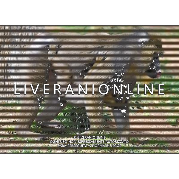 (121110) -- JERUSALEM, Nov. 10, 2012 () -- One-year-old female mandrill Sharlot is carried by her mother Shiroko, in Biblicle Zoo, Jerusalem, on Nov. 10, 2012. (/Yin Dongxun) (nxl) ©photoshot/Agenzia Aldo Liverani Sas - ITALY ONLY - ANIMALI-Mandrilli al Biblicle Zoo, a Gerusalemme, il 10 novembre 2012 .