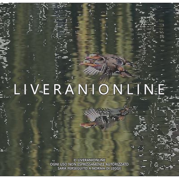 (121115) -- BEIJING, Nov. 15, 2012 () -- Photo taken on Nov. 15, 2012 shows mandarin ducks in Jingshan Park in Beijing, capital of China. (/Wang Xibao) (yxb) ©photoshot/AGENZIA ALDO LIVERANI SAS - ITALY ONLY - Uccelli in Jingshan Park a Pechino, capitale della Cina, 15 novembre, 2012.