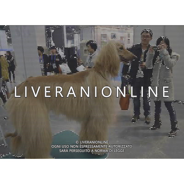 (121116) -- HANGZHOU, Nov. 16, 2012 () -- Visitors take photos of an Afghan hound at the 2012 China(Hangzhou) Pets Cultural Festival in Hangzhou, capital of east China\'s Zhejiang Province, Nov. 16, 2012. The three-day festival opened here on Friday. (/Shi Jianxue) (yxb) ©photoshot/Agenzia Aldo Liverani Sas - ITALY ONLY - Festival culturale di cuccioli, cani e animali da compagnia e domestici a Hangzhou, capitale di est della Cina provincia di Zhejiang, 16 novembre, 2012.