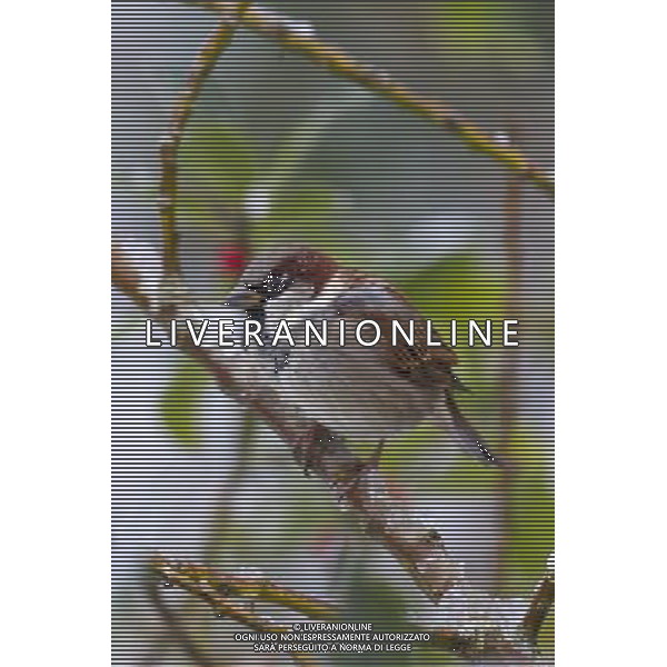 House Sparrow; Passer domesticus; male in snow ©photohsot/AGENZIA ALDO LIVERANI SAS - ITALY ONLY - Uccello - Passero domestico - passerotto comune