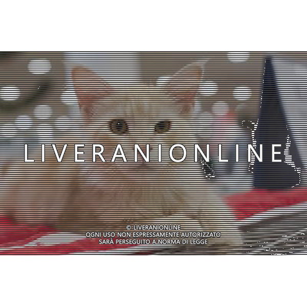 (121118) -- BUDAPEST, Nov. 18, 2012 () -- A cat rests during an international cat show in Budapest, Hungary, Nov. 17, 2012.(/Attila Volgyi) ©photoshot/AGENZIA ALDO LIVERANI SAS - ITALY ONLY - Il 3o Winter Woofstock a Toronto, in Canada, 17 novembre 2012 evento annuale, grande festa per i proprietari di cani e gatti