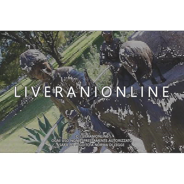 A statue near the Texas Capitol in Austin. 14.11.2012. Formula 1 World Championship, Rd 19, United States Grand Prix, Austin, Texas, USA, Preparation Day. - www.xpbimages.com, EMail: requests@xpbimages.com - copy of publication required for printed pictures. Every used picture is fee-liable. © Copyright: Photo4 / XPB Images AG ALDO LIVERANI S A S ONLY ITALY