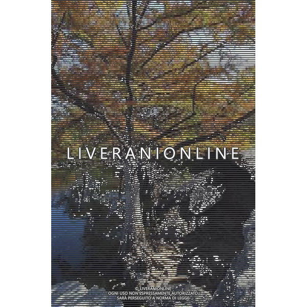 Scenic Austin. 14.11.2012. Formula 1 World Championship, Rd 19, United States Grand Prix, Austin, Texas, USA, Preparation Day. - www.xpbimages.com, EMail: requests@xpbimages.com - copy of publication required for printed pictures. Every used picture is fee-liable. © Copyright: Photo4 / XPB Images AG ALDO LIVERANI S A S ONLY ITALY