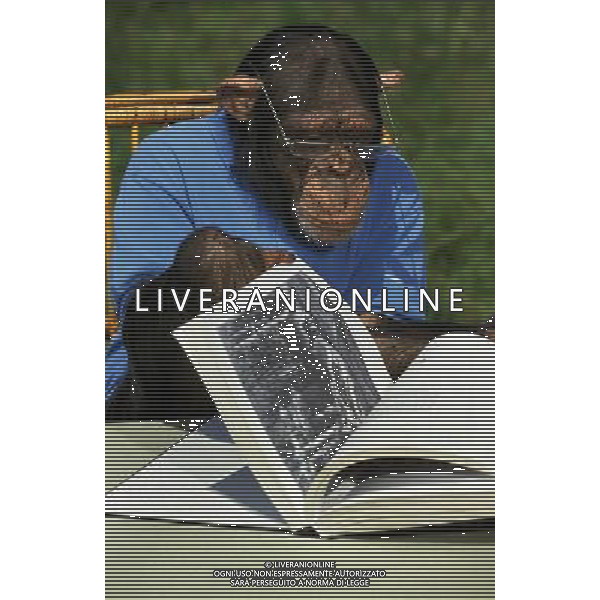 FILE - Chimpanzees and orangutans may experience a \'mid-life crisis\' like humans, a study suggests. An international team of researchers assessed the well-being and happiness of the great apes. They found well-being was high in youth, fell to a low in midlife and rose again in old age, similar to the \'U-shape curve\' of happiness in humans. Chimpanzee, pan troglodytes, Dressed and Trained to do Like Humans, Reading a Book ©photoshot/AGENZIA ALDO LIVERANI SAS - ITALY ONLY - Gli Scimpanze\', Pan troglodytes, vengono vestiti e addestrati a fare come gli esseri umani: scrivere, mangiare, leggere. Un team internazionale di ricercatori ha valutato il benessere e la felicita\' delle grandi scimmie.