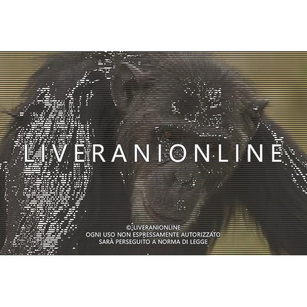 FILE - Chimpanzees and orangutans may experience a \'mid-life crisis\' like humans, a study suggests. An international team of researchers assessed the well-being and happiness of the great apes. They found well-being was high in youth, fell to a low in midlife and rose again in old age, similar to the \'U-shape curve\' of happiness in humans. Common Chimpanzee, Pan troglodytes, posing in Sweetwaters Conservancy, Kenya ©photoshot/AGENZIA ALDO LIVERANI SAS - ITALY ONLY - Gli Scimpanze\', Pan troglodytes, vengono vestiti e addestrati a fare come gli esseri umani: scrivere, mangiare, leggere. Un team internazionale di ricercatori ha valutato il benessere e la felicita\' delle grandi scimmie.
