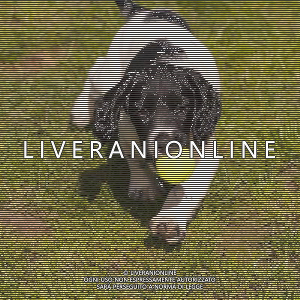 Dogs don\'t fetch balls because they are round - and actually understand the word \'ball\' differently than we do. When a dog hears the word \'ball\', it remembers the rubbery texture, not the round shape - and runs off in search of that. The animals attach words to objects in a fundamentally different way to humans. The discovery could help to train dogs for specific tasks such as search-and-rescue - and could even make training family pets easier. ©PHOTOSHOT/AGENZIA ALDO LIVERANI SAS - ITALY ONLY - CANE CHE GIOCA CON UNA PALLINA