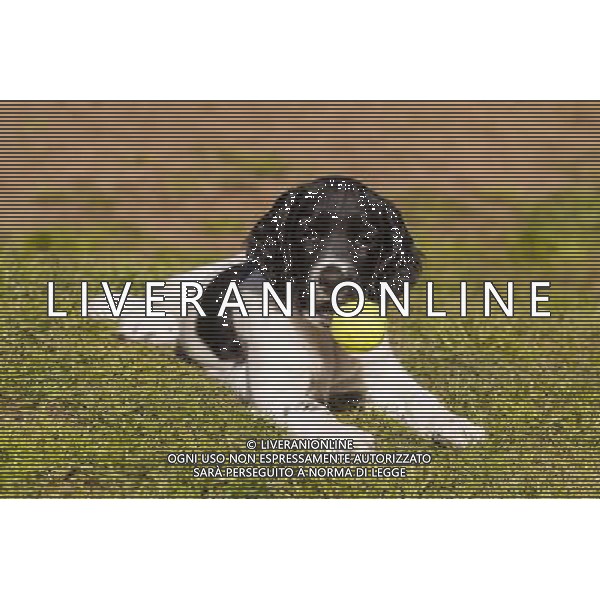 Dogs don\'t fetch balls because they are round - and actually understand the word \'ball\' differently than we do. When a dog hears the word \'ball\', it remembers the rubbery texture, not the round shape - and runs off in search of that. The animals attach words to objects in a fundamentally different way to humans. The discovery could help to train dogs for specific tasks such as search-and-rescue - and could even make training family pets easier. ©PHOTOSHOT/AGENZIA ALDO LIVERANI SAS - ITALY ONLY - CANE CHE GIOCA CON UNA PALLINA