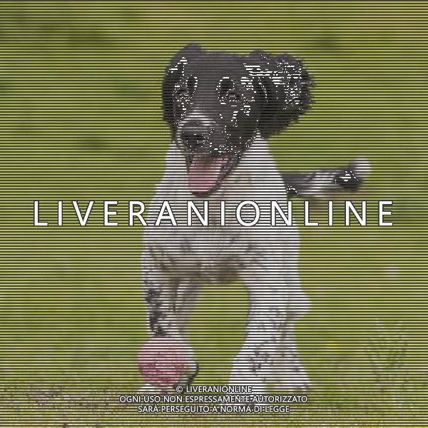 Dogs don\'t fetch balls because they are round - and actually understand the word \'ball\' differently than we do. When a dog hears the word \'ball\', it remembers the rubbery texture, not the round shape - and runs off in search of that. The animals attach words to objects in a fundamentally different way to humans. The discovery could help to train dogs for specific tasks such as search-and-rescue - and could even make training family pets easier. ©PHOTOSHOT/AGENZIA ALDO LIVERANI SAS - ITALY ONLY - CANE CHE GIOCA CON UNA PALLINA