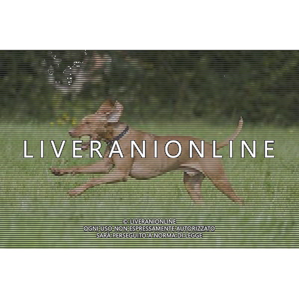 Dogs don\'t fetch balls because they are round - and actually understand the word \'ball\' differently than we do. When a dog hears the word \'ball\', it remembers the rubbery texture, not the round shape - and runs off in search of that. The animals attach words to objects in a fundamentally different way to humans. The discovery could help to train dogs for specific tasks such as search-and-rescue - and could even make training family pets easier. ©PHOTOSHOT/AGENZIA ALDO LIVERANI SAS - ITALY ONLY - CANE CHE GIOCA CON UNA PALLINA