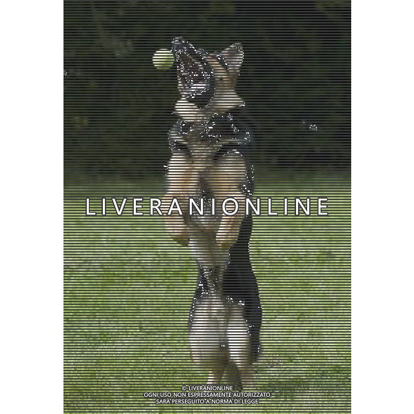 Dogs don\'t fetch balls because they are round - and actually understand the word \'ball\' differently than we do. When a dog hears the word \'ball\', it remembers the rubbery texture, not the round shape - and runs off in search of that. The animals attach words to objects in a fundamentally different way to humans. The discovery could help to train dogs for specific tasks such as search-and-rescue - and could even make training family pets easier. ©PHOTOSHOT/AGENZIA ALDO LIVERANI SAS - ITALY ONLY - CANE CHE GIOCA CON UNA PALLINA