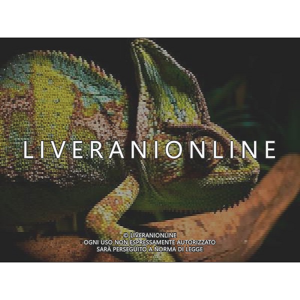 With a job thatÕs less staring at a PC monitor and more prepping lunch for a monitor lizard, one manÕs workplace photos are certainly proving a hit on facebook Ð and thereÕs not a printer cartridge in sight. Grant Kother, a keeper in the ZooÕs iconic Reptile House and brand new Amphibians exhibit, has amassed a stunning image collection of the creatures in his care - in an album simply entitled ÔWorkÕ. From candid shots of sunbathing basilisks to Komodo dragon close-ups, the images, released for the first time today, show not only his flair for photography, but highlight just how different his ÔofficeÕ is from that which most would recognise. The photos have attracted hundreds of ÔlikesÕ and comments from envious acquaintances around the world, and the herpetologist has been blown away by the reactions: ÒI take lots of photos for fun at work, and itÕs brilliant to see how much people like them - especially as I have so many friends and family overseas. ÒWorking at ZSL London Zoo is no ordinary nine-to-five and with so many amazing projects going on, I want to make sure I capture as many moments as possible and show off the cool stuff I do!Ó Emma Taylor, manager of ZSL London and Whipsnade ZooÕs Photography Workshops added: ÒGrantÕs pictures are a fantastic example of what makes wildlife photography so fun and exciting Ð not to mention that they make us all incredibly jealous of his job!Ó GrantÕs photos can be viewed on ZSL London ZooÕs facebook page at facebook.com/zsllondonzoo ©photoshot/AGENZIA ALDO LIVERANI SAS - ITALY ONLY - Le foto dei rettili ospiti dello Zoo ZSL di Londra visualizzate sulla pagina Facebook all\'indirizzo facebook.com / zsllondonzoo