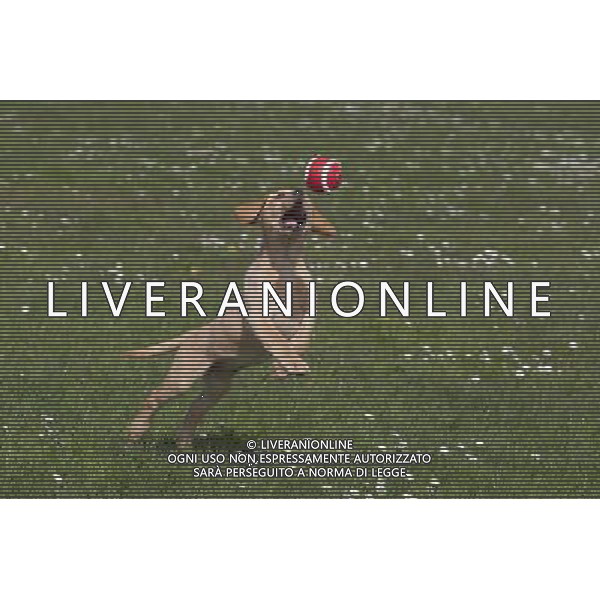Dogs don\'t fetch balls because they are round - and actually understand the word \'ball\' differently than we do. When a dog hears the word \'ball\', it remembers the rubbery texture, not the round shape - and runs off in search of that. The animals attach words to objects in a fundamentally different way to humans. The discovery could help to train dogs for specific tasks such as search-and-rescue - and could even make training family pets easier. ©photoshot/AGENZIA ALDO LIVERANI SAS - ITALY ONLY - CANE CHE GIOCA CON UNA PALLINA