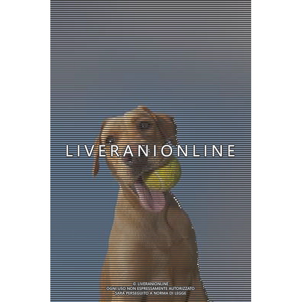 Dogs don\'t fetch balls because they are round - and actually understand the word \'ball\' differently than we do. When a dog hears the word \'ball\', it remembers the rubbery texture, not the round shape - and runs off in search of that. The animals attach words to objects in a fundamentally different way to humans. The discovery could help to train dogs for specific tasks such as search-and-rescue - and could even make training family pets easier. ©photoshot/AGENZIA ALDO LIVERANI SAS - ITALY ONLY - CANE CHE GIOCA CON UNA PALLINA