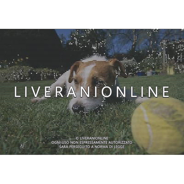 Dogs don\'t fetch balls because they are round - and actually understand the word \'ball\' differently than we do. When a dog hears the word \'ball\', it remembers the rubbery texture, not the round shape - and runs off in search of that. The animals attach words to objects in a fundamentally different way to humans. The discovery could help to train dogs for specific tasks such as search-and-rescue - and could even make training family pets easier. ©photoshot/AGENZIA ALDO LIVERANI SAS - ITALY ONLY - CANE CHE GIOCA CON UNA PALLINA