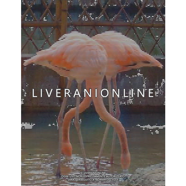 (121124) -- SUZHOU, Nov. 24, 2012 () -- Photo taken on Nov. 24, 2012 shows two flamingos in Suzhou Zoo, in Suzhou, east China\'s Jiangsu Province. (/Wang Jiankang) (lmm) ©photoshot/AGENZIA ALDO LIVERANI SAS - ITALY ONLY - ANIMALI NELLO ZOO di Suzhou, in Cina 24 novembre, 2012