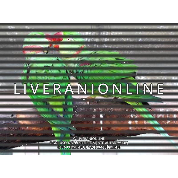 (121124) -- SUZHOU, Nov. 24, 2012 () -- Photo taken on Nov. 24, 2012 shows two parrots in Suzhou Zoo, in Suzhou, east China\'s Jiangsu Province. (/Wang Jiankang) (lmm) ©photoshot/AGENZIA ALDO LIVERANI SAS - ITALY ONLY - ANIMALI NELLO ZOO di Suzhou, in Cina 24 novembre, 2012
