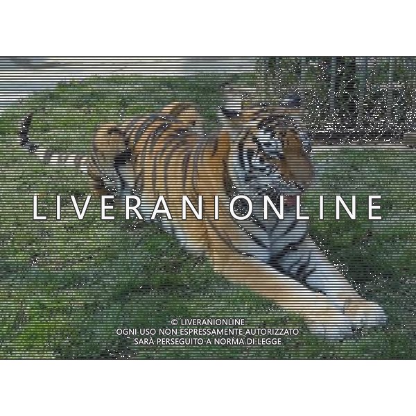 (121124) -- SUZHOU, Nov. 24, 2012 () -- Photo taken on Nov. 24, 2012 shows a tiger in Suzhou Zoo, in Suzhou, east China\'s Jiangsu Province. (/Wang Jiankang) (lmm) ©photoshot/AGENZIA ALDO LIVERANI SAS - ITALY ONLY - ANIMALI NELLO ZOO di Suzhou, in Cina 24 novembre, 2012