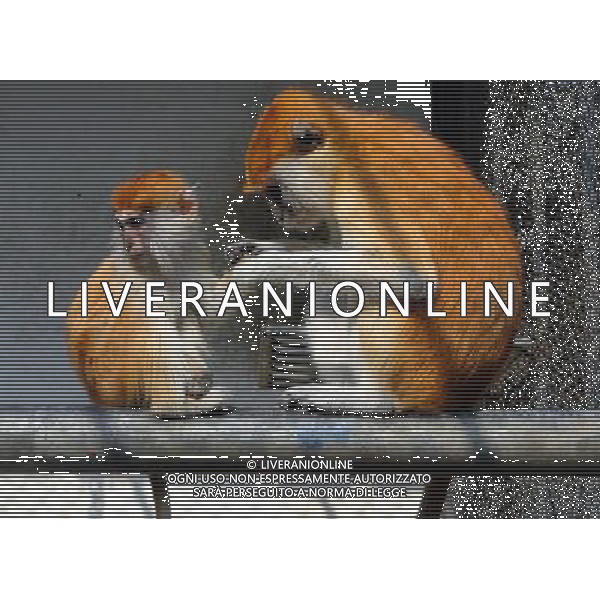 (121124) -- SUZHOU, Nov. 24, 2012 () -- Photo taken on Nov. 24, 2012 shows a mother patas monkey and her cub in Suzhou Zoo in Suzhou, east China\'s Jiangsu Province. (/Wang Jiankang) (lmm) ©photoshot/AGENZIA ALDO LIVERANI SAS - ITALY ONLY - ANIMALI NELLO ZOO di Suzhou, in Cina 24 novembre, 2012