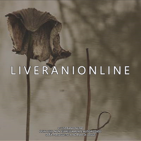 (121204) -- CHONGQING, Dec. 4, 2012 () -- Photo taken on Dec. 3, 2012 shows withered lotus on a lake in Chongqing, southwest China. (/Luo Guojia) (lfj) ©photoshot/AGENZIA ALDO LIVERANI SAS - ITALY ONLY - Fiori di loto appassiti su un lago a Chongqing, Cina sud-occidentale.