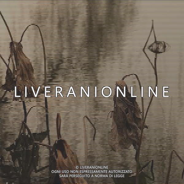 (121204) -- CHONGQING, Dec. 4, 2012 () -- Photo taken on Dec. 3, 2012 shows withered lotus on a lake in Chongqing, southwest China. (/Luo Guojia) (lfj) ©photoshot/AGENZIA ALDO LIVERANI SAS - ITALY ONLY - Fiori di loto appassiti su un lago a Chongqing, Cina sud-occidentale.