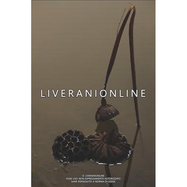 (121204) -- CHONGQING, Dec. 4, 2012 () -- Photo taken on Dec. 3, 2012 shows withered lotus on a lake in Chongqing, southwest China. (/Luo Guojia) (lfj) ©photoshot/AGENZIA ALDO LIVERANI SAS - ITALY ONLY - Fiori di loto appassiti su un lago a Chongqing, Cina sud-occidentale.