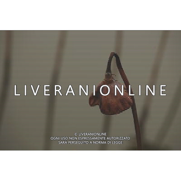 (121204) -- CHONGQING, Dec. 4, 2012 () -- Photo taken on Dec. 3, 2012 shows withered lotus on a lake in Chongqing, southwest China. (/Luo Guojia) (lfj) ©photoshot/AGENZIA ALDO LIVERANI SAS - ITALY ONLY - Fiori di loto appassiti su un lago a Chongqing, Cina sud-occidentale.